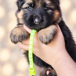 Green girl - Black and red female German Shepherd puppy in Johnstown, Ohio from Vom Haus Neufus