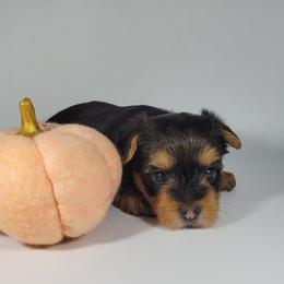 Yellow collar girl - Black and tan female Yorkshire Terrier puppy in Jacksonville, Florida from Yorkieology