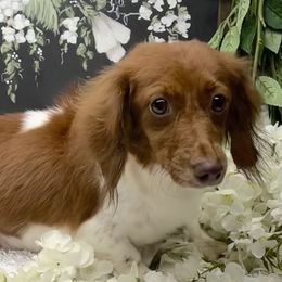 Allie - Dachshund