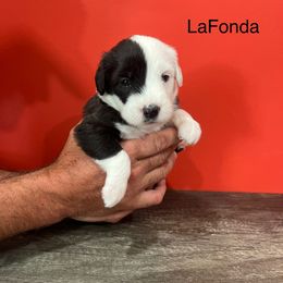 LaFonda - Gray and white female Old English Sheepdog puppy in Carthage, Illinois from Rainbow Acres Old English Sheepdogs