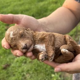 Red - Red female Cavapoo puppy in Wesson, Mississippi from Southern Country Doodles