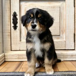 Traditional Tricolor 1 - Tri-color male Bernedoodle puppy in Brooksville, Florida from Kruger Doodles