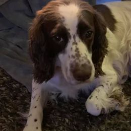 English Springer Spaniels from Archers Springers