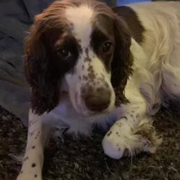 English Springer Spaniels from Archers Springers