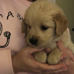 Golden Retrievers from Shadyview Farm