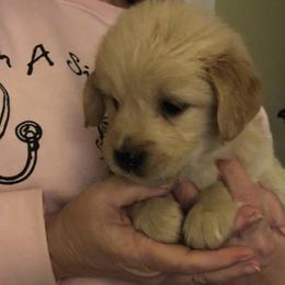 Golden Retrievers from Shadyview Farm