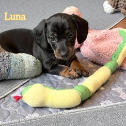 Luna-AKC - Black and tan female Dachshund puppy in Caulfield, Missouri from Hocomo Hollow Doxies