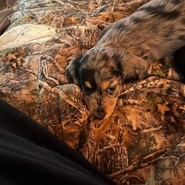 Carol - Dapple female Dachshund puppy in Harriet, Arkansas from B&K Dachshunds
