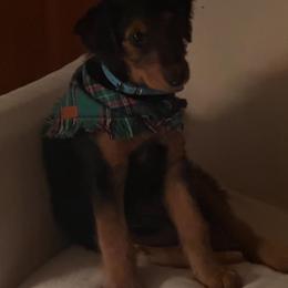 Andie - Black and tan female Airedale Terrier puppy in Huntersville, North Carolina from Cool Hand Luke Kennels