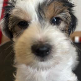 Green - Parti male Yorkshire Terrier puppy in Cocoa, Florida from SummerTime AKC Yorkies