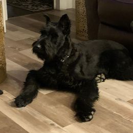 Giant Schnauzer All Grown Up from LaRoc Onyx Riesinbach Kennels