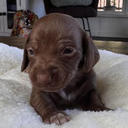 Wren - Chocolate and tan female Dachshund puppy in Wallingford, Kentucky from Hensley Homestead Dachshunds
