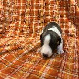 Daisy - White and fawn brindle female Whippet puppy in West Plains, Missouri from Sycamore Ridge Puppies