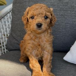 Arlo - Red male Cavapoo puppy in Manheim, Pennsylvania from Paige Haldeman's Cavapoos and Shichons