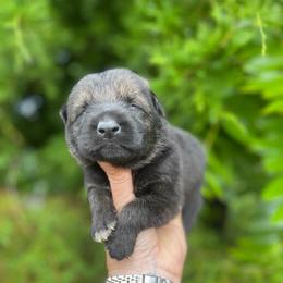 Gray Collar Male - Sable male German Shepherd puppy in Milan, Illinois from Stonewick German Shepherds