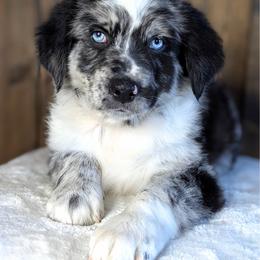 Bentley (Green collar) - Blue merle male Australian Shepherd puppy in Coulee City, Washington from Mr and Mrs Doodle Farm