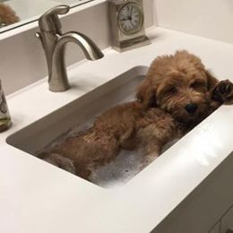 "English Goldendoodle Puppy from Moss Creek Goldendoodles" Goldendoodle and Schnoodle Puppies from Moss Creek Goldendoodles