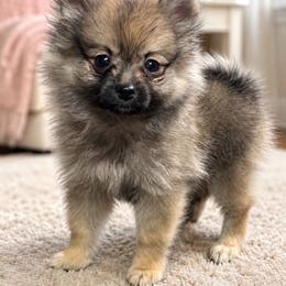 Female - Wolf sable female Pomeranian puppy in Munford, Alabama from The Pom Patch