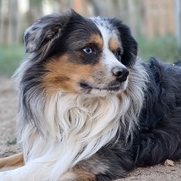 Australian Shepherds, Miniature Australian Shepherds, and Toy Australian Shepherds from Within The Nile Aussies LLC