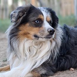 Australian Shepherds, Miniature Australian Shepherds, and Toy Australian Shepherds from Within The Nile Aussies LLC