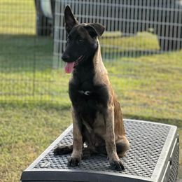 Delta - Yellow female Dutch Shepherd puppy in Howey In The Hills, Florida from MAC K9 Dutch Shepherds