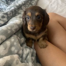 Dachshund Puppies from Dachsunds of Denver