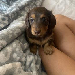 Dachshund Puppies from Dachsunds of Denver