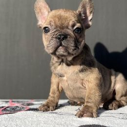 French Bulldogs from Pacific Bulldogs