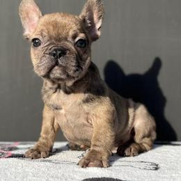 French Bulldogs from Pacific Bulldogs