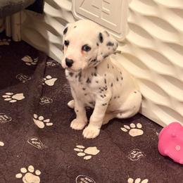 Penelope (SUSPECTED TO BE DEAF) - White and black female Dalmatian puppy in Toledo, Ohio from Exquisite Dalmatians & Standard Poodles