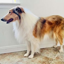 Floyd - Collie