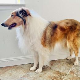 Floyd - Collie
