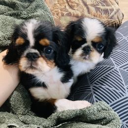 English Toy Spaniel Puppies from Skyline