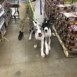 Great Dane Puppies from TW Great Danes