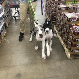 Great Dane Puppies from TW Great Danes