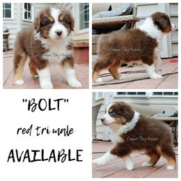 Boy 2 - Australian Shepherd puppy in Montpelier, Virginia from Copper Sky Aussies & Mini American Shepherds