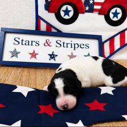 Thunder - Black and white male Aussiedoodle puppy in Eastland, Texas from H5 Mini Doodles