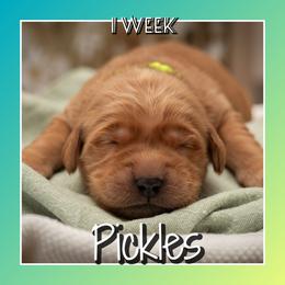 Pickles - Dark golden female Golden Retriever puppy in Driggs, Idaho from SK Golden Retrievers