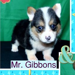 Australian Cattle Dog and Pembroke Welsh Corgi Puppies from Heelers in Texas