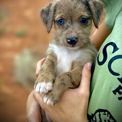 Aussiedoodle and Leopardoodle Puppies from A Puppy Crush