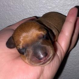 Boy 2 - Red male Dachshund puppy in City Of Atwater, California from Lil One Acre