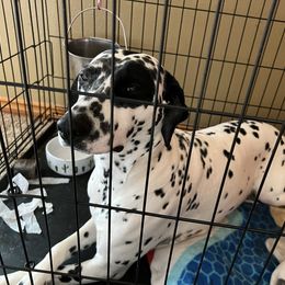 Dalmatian Puppies from Hallmark Dalmatians;