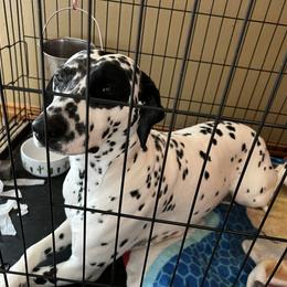 Dalmatian Puppies from Hallmark Dalmatians;