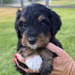 Canyon - Tri-color female Bernedoodle puppy in Draper, Utah from Salt City Farm