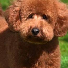Cavapoos from Disco Dogs Cavapoos