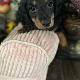 Dachshund and French Bulldog Puppies from Jessica's French Bulldogs and Dachshunds