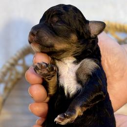 Cinderella - Tri-color female Bernedoodle puppy in Munster, Indiana from Miranda’s Sunshine Poodles and Doodles