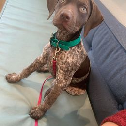 German Shorthaired Pointer and Jack Russell Terrier Puppies from Ivy Creek Kennels