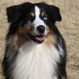 Caztiel - Miniature Australian Shepherd