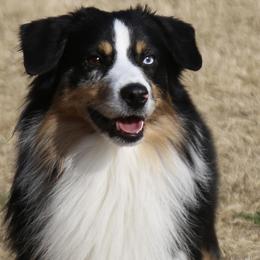 Caztiel - Miniature Australian Shepherd